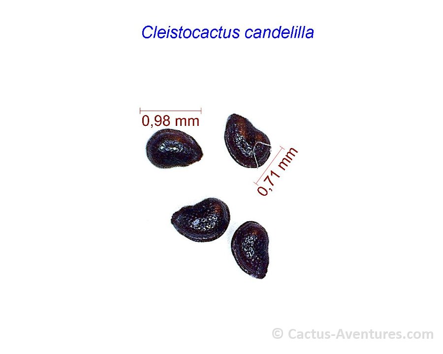 Cleistocactus candelilla